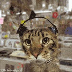 le chat